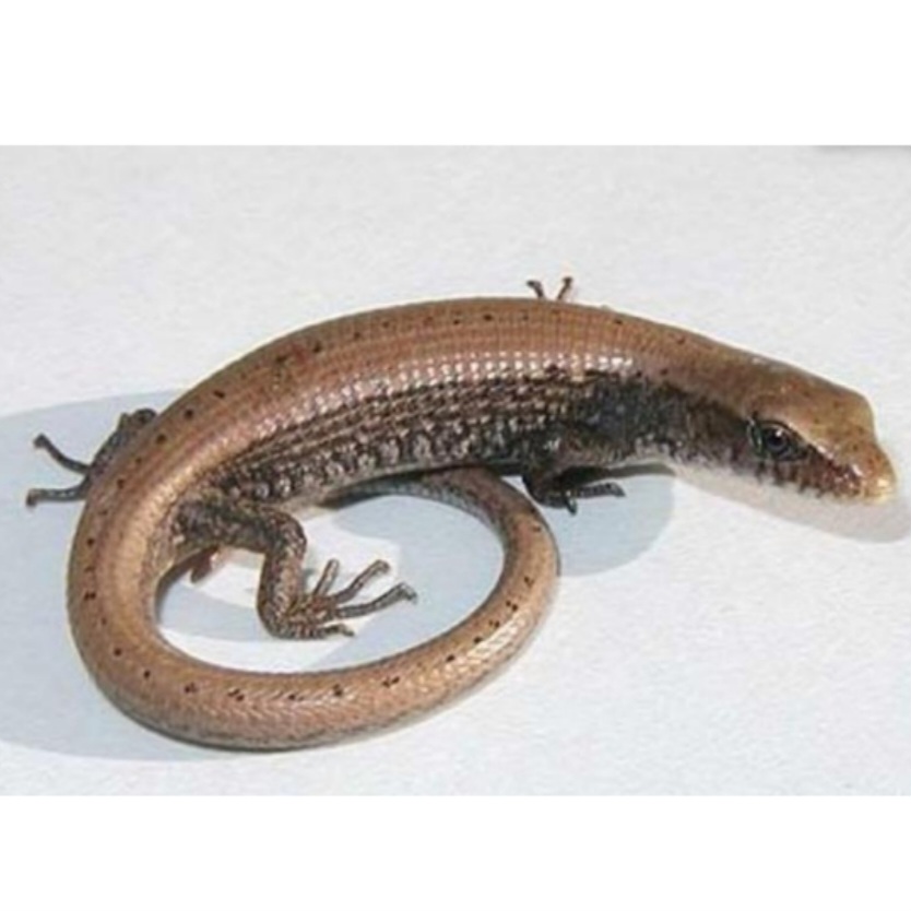 <p>name this animal</p>