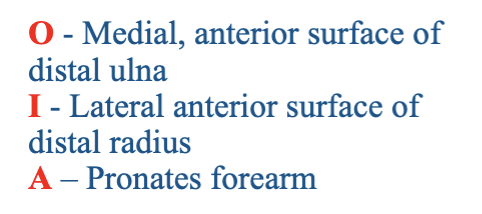 <p>What muscle is being described?</p>