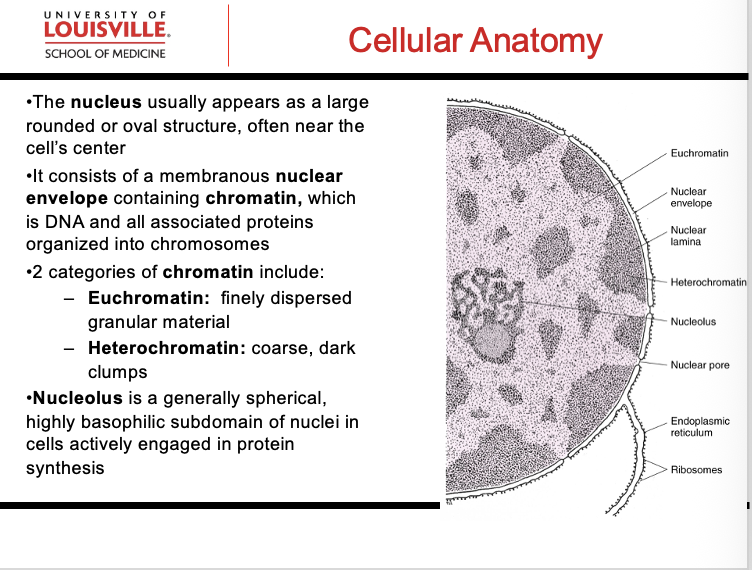 <p>Nucleus: </p><ul><li><p>Chromatin —> Euchromatin (finely dispersed granular material), Heterochromatin: COARSE DARK CLUMP</p></li></ul><p>Nucleolus: </p><ul><li><p><mark data-color="#3f5ce4" style="background-color: rgb(63, 92, 228); color: inherit;">Basophilic, ACTIVE IN PROTEIN SYNTHESIS </mark></p></li></ul><p></p>