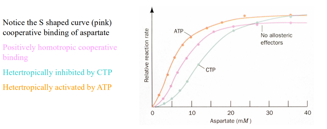 <p>CTP and ATCase</p>