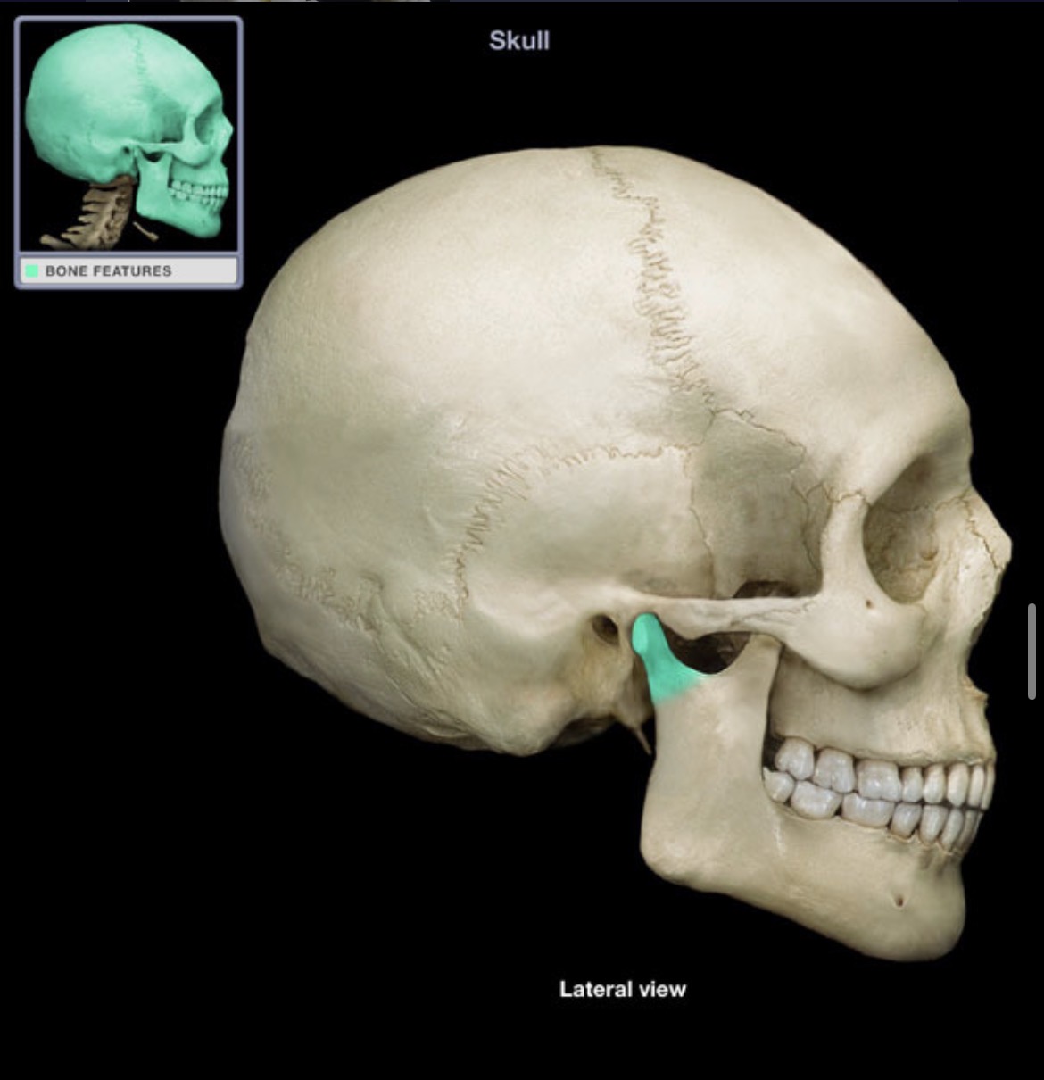 knowt flashcard image