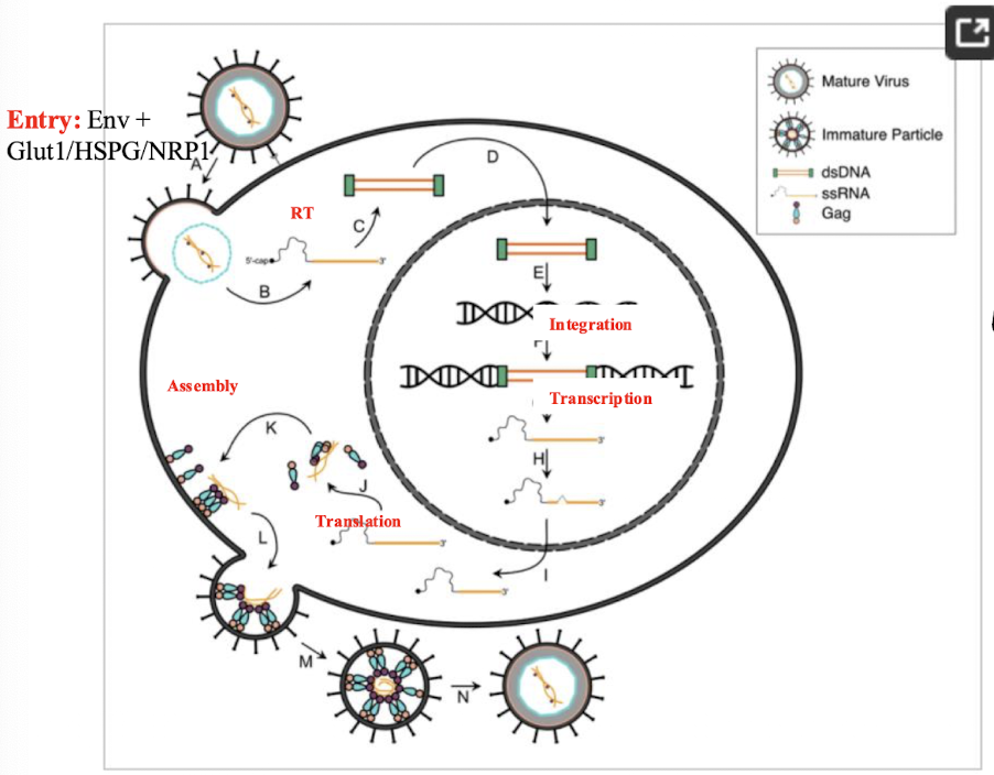 <ol><li><p><strong>Attachment and entry into host cells, </strong></p></li><li><p><strong>Reverse transcription of viral RNA to DNA</strong></p></li><li><p><strong>Integration of proviral DNA into the host genome</strong></p></li><li><p><strong>Viral transcription and translation</strong></p></li><li><p><strong>Assembly and release of new virions. </strong></p></li></ol><p></p><p></p>