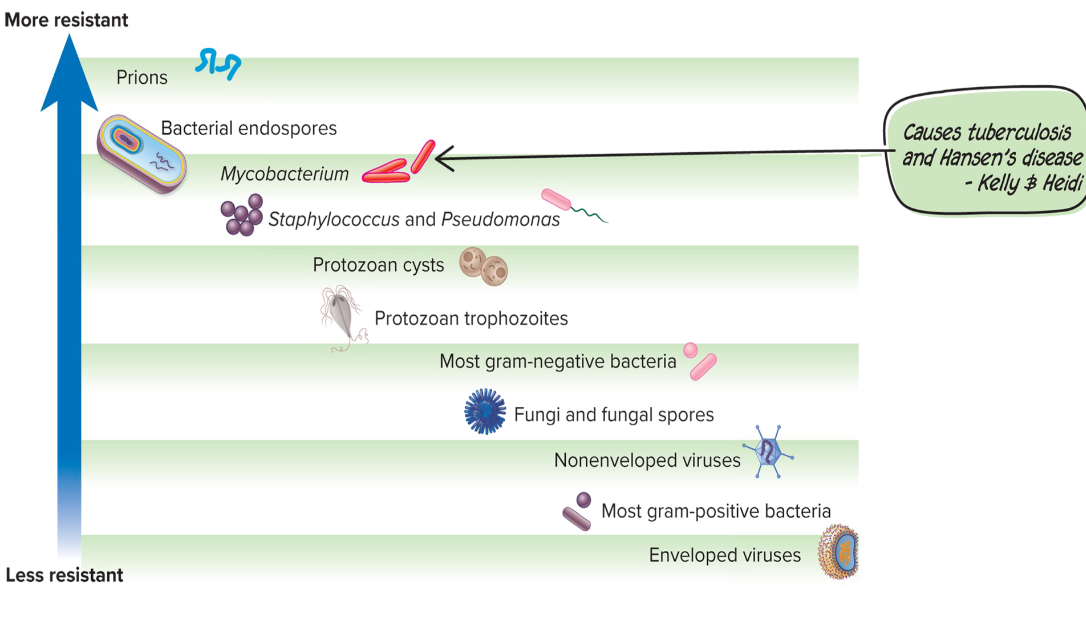 <ol><li><p><strong>Prions</strong></p></li><li><p>Bacterial endospores</p></li><li><p>Mycobacterium</p></li><li><p>Staphylococcus and Pseudomonas</p></li><li><p>Protozoan cysts</p></li><li><p>Protozoan trophozoites</p></li><li><p>Most gram-negative bacteria</p></li><li><p>Nonenveloped viruses</p></li><li><p>Most gram-positive bacteria</p></li><li><p><strong>Enveloped viruses</strong></p></li></ol><p></p>