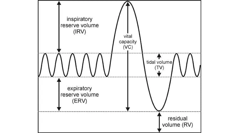 <p>Tidal Volume (TV)</p><ul><li><p>air inspired or expired during quiet breathing</p></li></ul><p>Expiratory reserve volume (ERV)</p><ul><li><p>Extra air (in addition to TV) expired during forced expiration</p></li></ul><p>Inspiration reserve volume (IRV)</p><ul><li><p>extra air (in addition to TV) inspired during forced inspiration</p></li></ul><p>Residual Volume (RV)</p><ul><li><p>air left in lungs after forced experiation</p></li></ul><p></p>