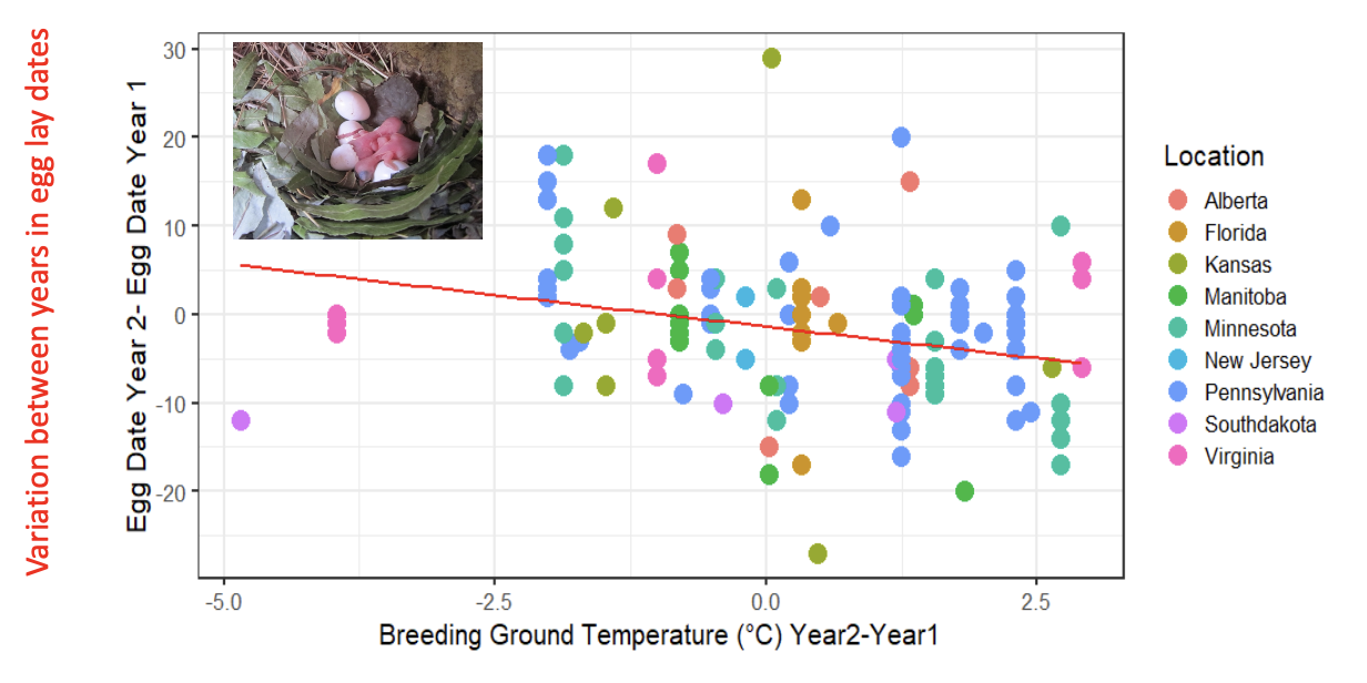 <p>Individual females laid their first egg earlier during warmer temps., or later with cooler temps.</p><p>i.e. high phenotypic plasticity</p>