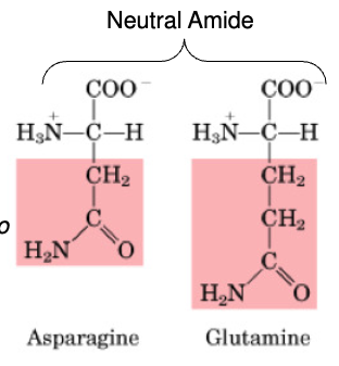 <p>•Non-essential</p><p>•Important in AA catabolism because it is an inter-organ carrier of nitrogen (to the liver &amp; kidney)</p>