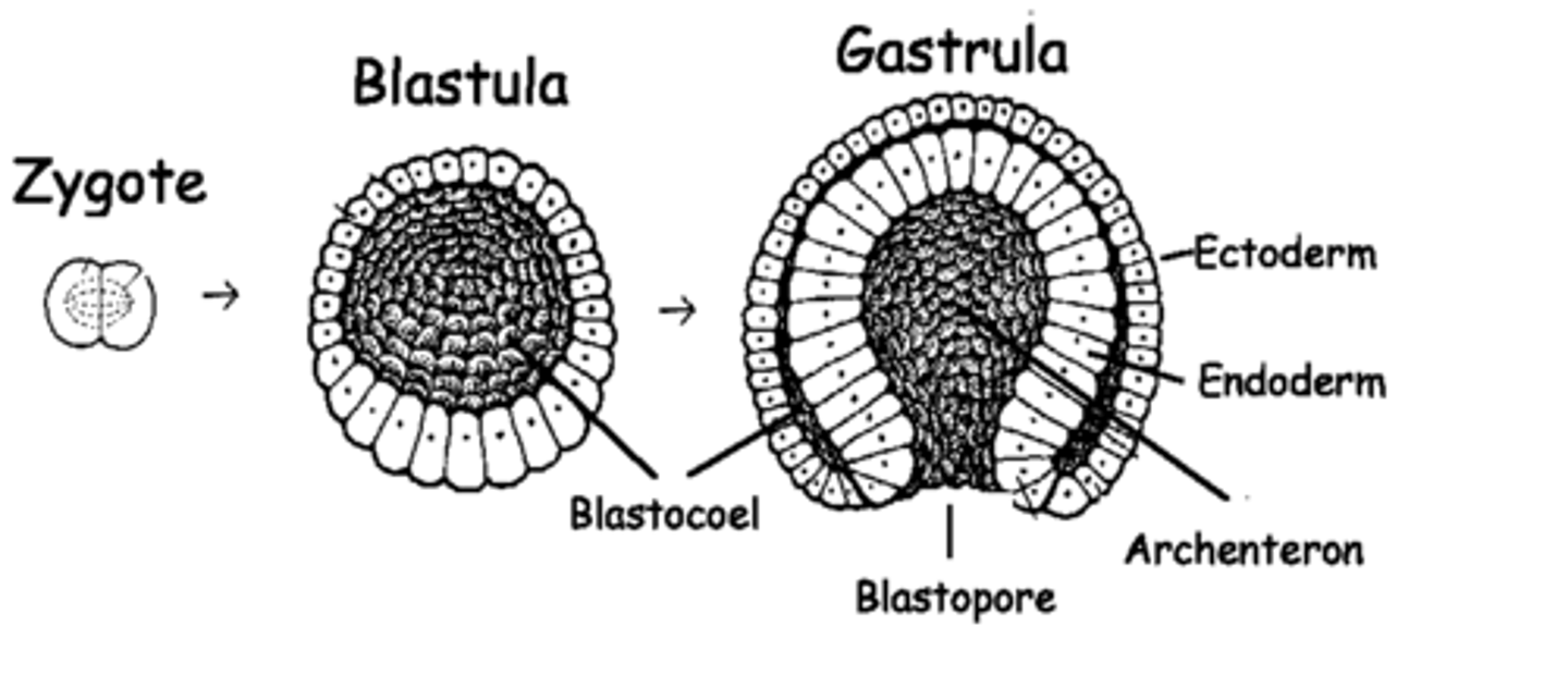 <p>gastrula</p>