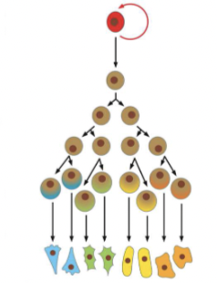 <p>In the Waddington landscape analogy, The Ball Can Be Directed to a __________, aka the cell can differentiated based on asymmetrical cell division (segregated factors), secreted hormones, and tissue mechanics</p>