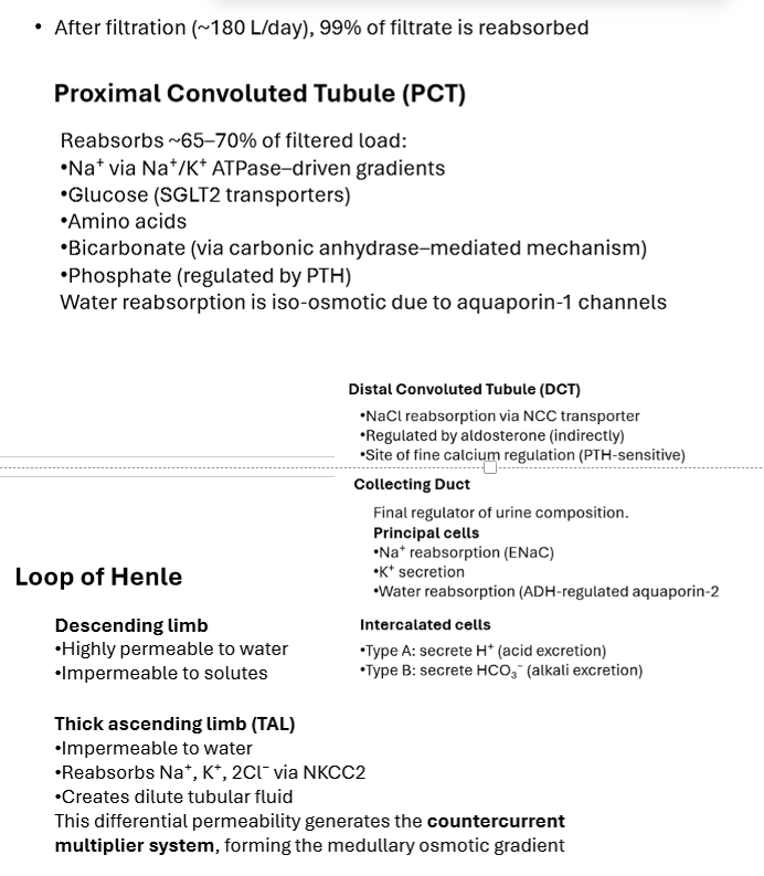 <p>Proximal convoluted tubule. Reabsorbs ~65–70% of filtrate.</p>