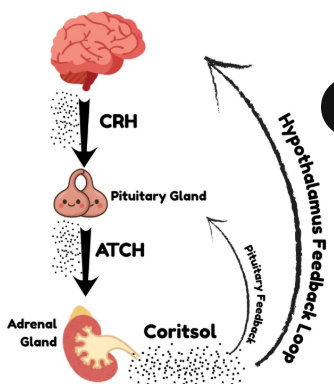 <p>The hypothalamic-pituitary-adrenal (HPA) axis => The hypothalamus releases CRH (corticotropic releasing hormone), which acts on the anterior pituitary. The pituitary then releases ACTH (adrenocorticotropic hormone), which causes the adrenal cortex to release adrenal steroid hormones such as cortisol to ready the body for action</p>