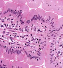 <p>identify the tissue</p>