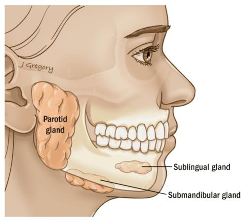 <p>2. The 3 pairs of salivary glands</p>