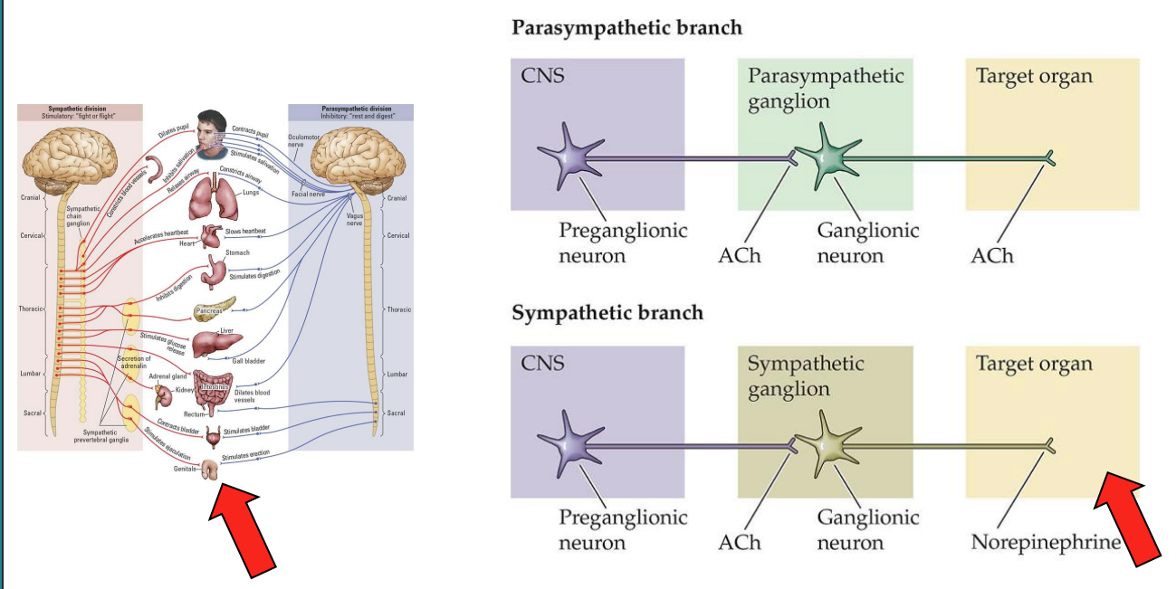 <ul><li><p>Certain effects – like pupillary diameter – are going to be important later</p><div data-type="horizontalRule"><hr></div></li><li><p>target organ = NA in SNS (contact/signaling to organ is via NA)</p></li><li><p>importantly, neurons in brain in LC are noradrenergic → involved in affecting organ function in many stress + arousal-like states + flight/fight (speeding up heart, changing breahting)</p><ul><li><p>notably an effect is pupillary diameter → index of SNS activation</p></li></ul></li></ul><p></p>