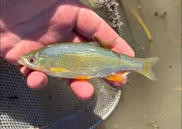 <p>Leuciscidae</p><p><span style="font-family: "Aptos", sans-serif; line-height: 115%;">Notemigonus crysoleucas (Golden shiner)</span></p>