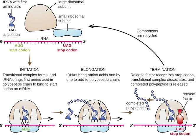 <ul><li><p>The process repeats until a <strong>stop</strong> <strong>codon</strong> (UGA, UAA, UAG) reaches the <strong>A site</strong></p></li><li><p>A<strong> release factor</strong> binds to the stop codon</p></li><li><p>The polypeptide is <strong>hydrolyzed</strong> (released) from tRNA at the P site</p></li><li><p>The entire complex disassembles</p></li><li><p>mRNA can be <strong>reused</strong></p></li><li><p>The polypeptide is <strong>folded</strong> into a protein </p></li></ul><p></p>