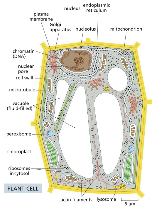 <p>eukaryotic cells</p>