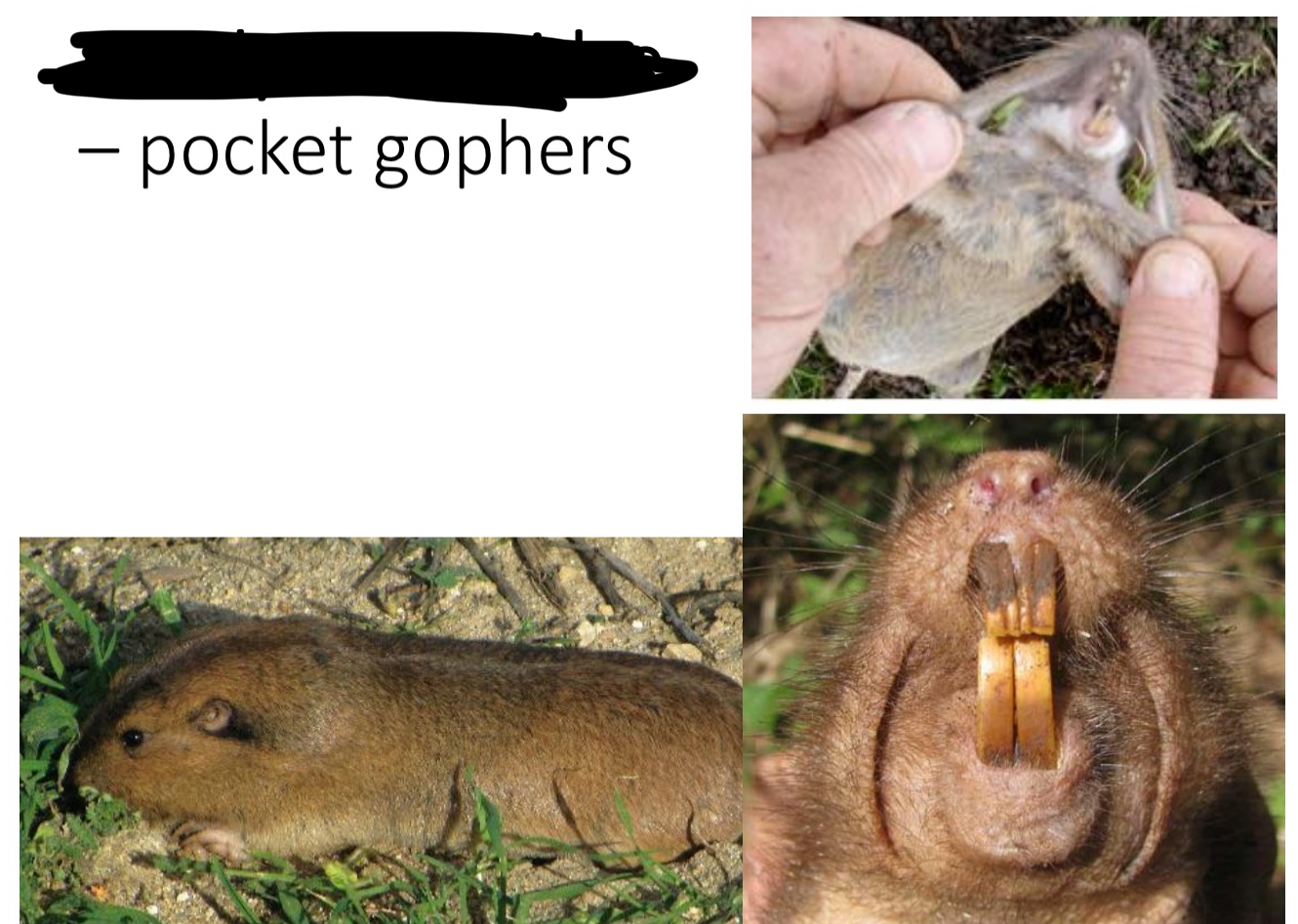 <p><span style="color: blue;">What Family: does the Pocket gophers belong to?</span></p>