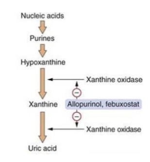 <p>hypoxanthine production and the xanthine oxidase reaction - first is purine breakdown, then enzyme conversion, and then excretion</p>