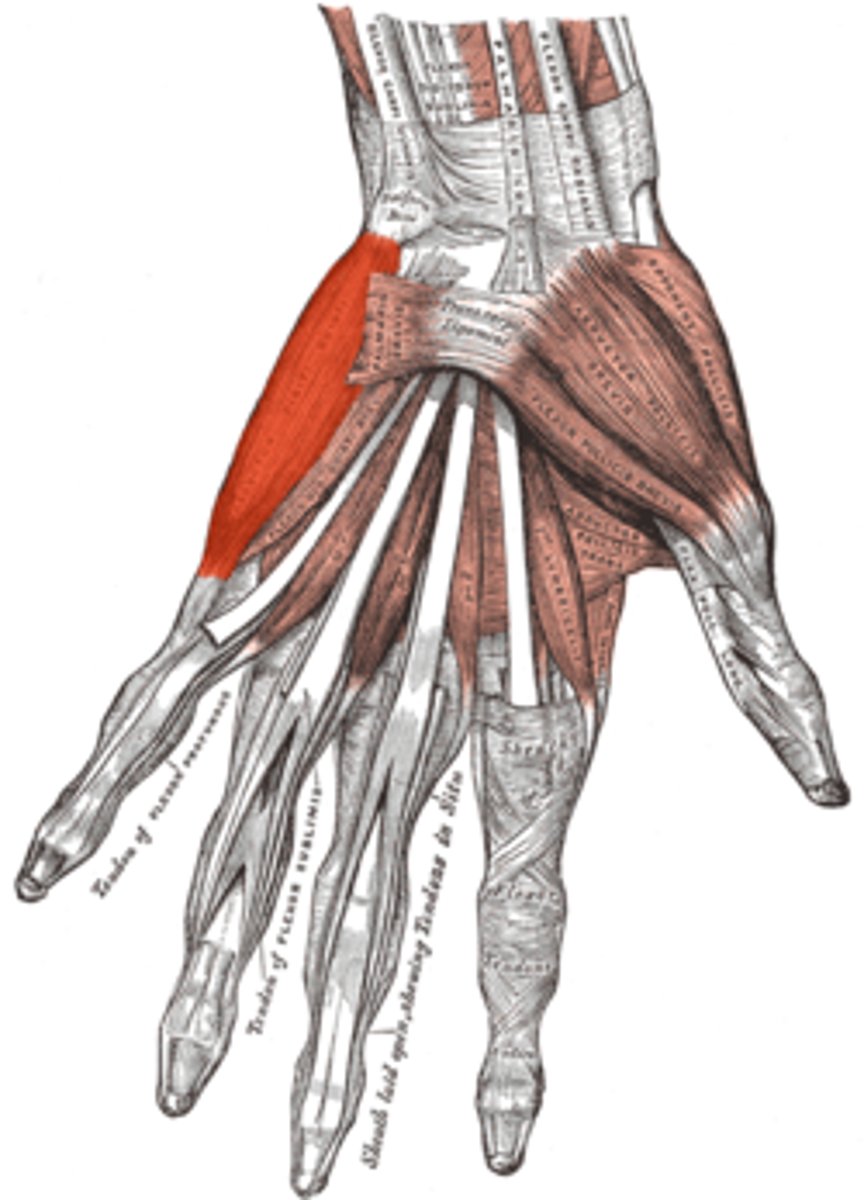 <p>Origin: Pisiform.</p><p>Insertion: Ulnar side of base of proximal phalanx of little finger.</p><p>Innervation: Ulnar nerve.</p><p>Action: Abduction of little finger.</p>