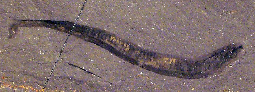 <ol><li><p>Mid Cambrian</p></li><li><p>Phylum Chordata</p></li><li><p>Burgess Shale</p></li><li><p>Small, long body (5 cm)</p></li><li><p>Tentacles for feeding and gills behind mouth</p></li><li><p>Head not well defined</p></li></ol><p></p>