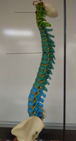 <p>What is this portion of the vertebrae (Darker green region)?</p>