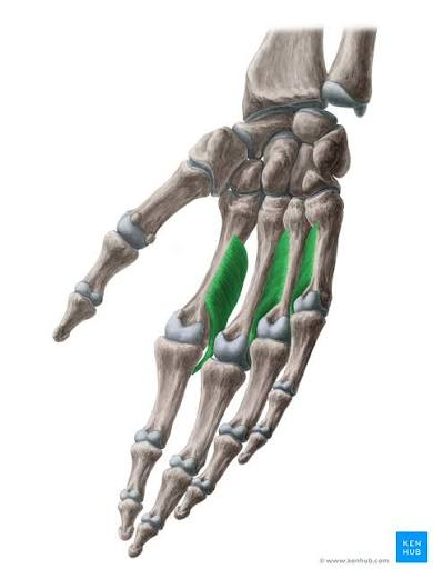 <p>act on index, ring, &amp; little fingers</p><ul><li><p>origin</p><ul><li><p><strong>metacarpal </strong>of corresponding finger</p></li></ul></li><li><p>insertion</p><ul><li><p>proximal phalanx</p></li><li><p>extensor expansion</p></li></ul></li><li><p>innervation</p><ul><li><p>deep branch of ulnar nerve</p></li></ul></li><li><p>action</p><ul><li><p><strong>adduct</strong> at MCP joints</p></li><li><p>flex at MCP joints</p></li><li><p>extend at IP joints</p></li></ul></li></ul><p><strong>PAD</strong></p>
