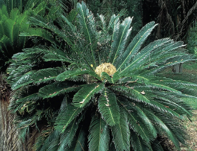 <ul><li><p>cycads</p></li><li><p>fern/palm-like frond radiate from central stem</p></li><li><p>central female and male cones</p></li><li><p><strong><em>flagellated sperm</em></strong></p></li><li><p>beetles involved in pollination of some cycads</p></li></ul><p></p>