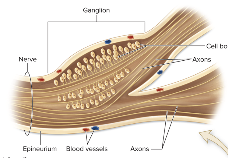 <p>What is epineurium?</p>