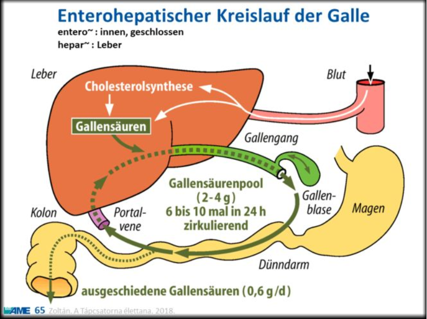 <p><span>Leber: größte Drüse des Körpers, kann aus einem Teil vollständig nachwachsen, dient dazu Stoffwechselprozesse aufrecht zu erhalten</span><br><br><span>Gallensäure = Fettlösungsvermittler (wird von Leber produziert und in Gallenblase zwischengespeichert)</span><br><span>Galle wird recylelt (ein wenig landet im Stuhl->braue Farbe des Stuhls)</span></p>