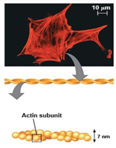 <p>What part of the Cytoskeleton is this</p>
