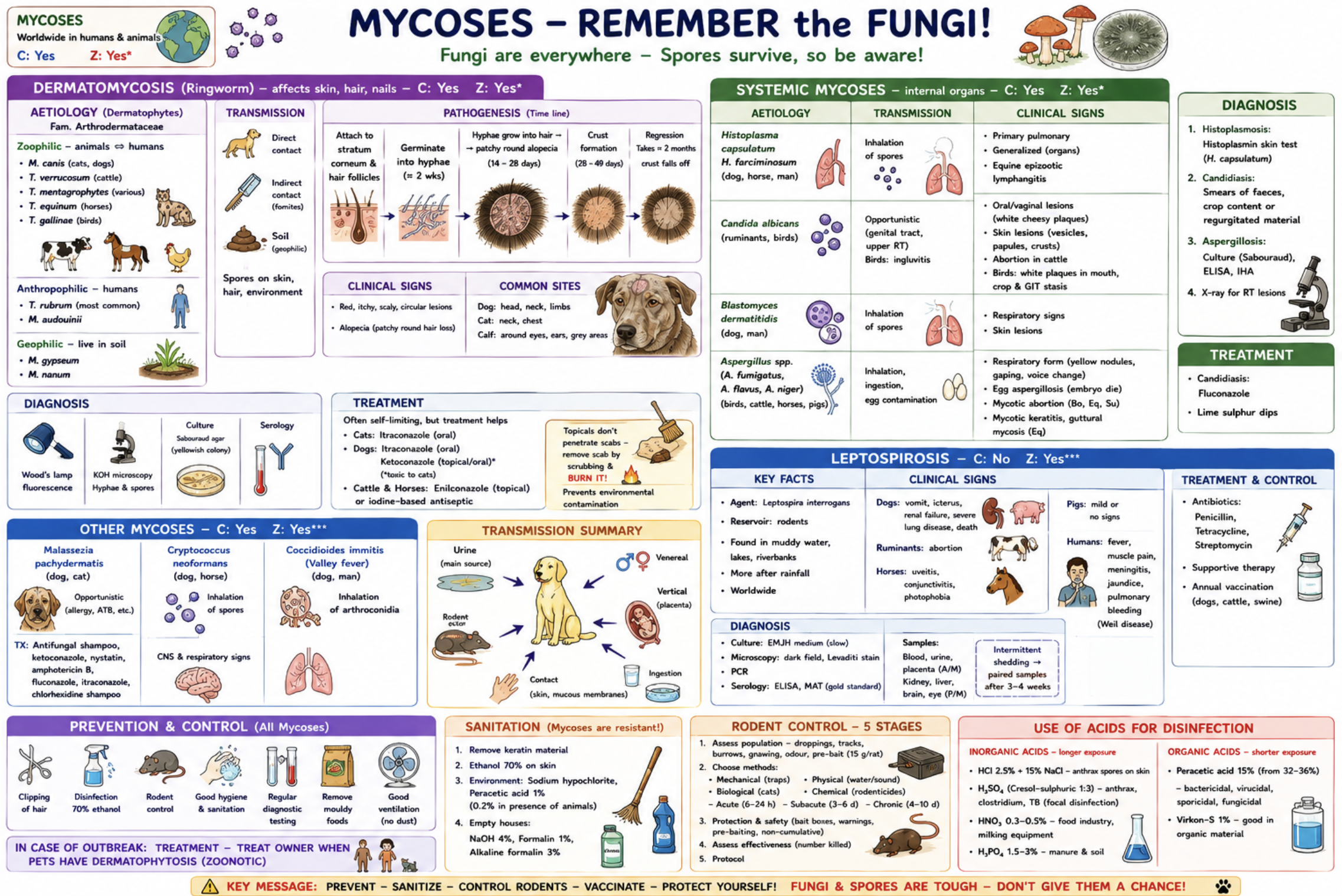 <ul><li><p>Mycoses = fungal diseases of humans & animals</p></li></ul><ul><li><p><span style="color: red;">Worldwide distribution</span></p></li></ul><p>Cause:</p><ul><li><p><strong>Dermatomycoses</strong> (skin)</p></li><li><p><strong>Systemic mycoses</strong> (internal organs)</p></li></ul><p></p><p><strong><u>Dermatomycosis </u></strong>(Ringworm)</p><p><span style="color: red;"><strong>C:</strong> Yes <strong>Z:</strong> Yes*</span></p><p>Key facts</p><ul><li><p>Affect skin, hair, nails, Caused by dermatophytes, Colonise stratum corneum</p></li><li><p>Hyphae & spores highly resistant in environment</p></li></ul><p>Types of dermatophytes</p><ol><li><p><strong>Anthropophilic:</strong> Human hosts, Do not survive in soil. <mark data-color="red" style="background-color: red; color: inherit;">T. rubrum</mark></p></li></ol><ol start="2"><li><p><strong>Zoophilic</strong>: Animal → human transmission. <em><mark data-color="red" style="background-color: red; color: inherit;">Microsporum canis, Trichophyton verrucosum, T. mentagrophytes</mark></em></p></li></ol><ol start="3"><li><p><strong>Geophilic:</strong> Soil fungi. <em><mark data-color="red" style="background-color: red; color: inherit;">M. gypseum</mark></em></p></li></ol><p>Aetiology</p><p>Family: <strong>Arthrodermataceae</strong></p><p>Important species:</p><ul><li><p><em>Trichophyton verrucosum,T. mentagrophytes, T. equinum,T. gallinae</em></p></li></ul><ul><li><p><em>Microsporum canis, M. nanum, M. gypseum</em></p></li></ul><p>Transmission</p><ul><li><p>Direct contact, Indirect contact with spores, Soil contamination, Animal/vector transmission</p></li></ul><p></p><p>Pathogenesis</p><ul><li><p>Spores attach to skin/hair follicles</p></li></ul><p>→ hyphae develop (~2 weeks)</p><p>→ invade hair centre</p><p>→ circular alopecia/crusts</p><p>→ regression after ~2 months</p><p></p><p>Clinical signs</p><ul><li><p>Red, itchy, scaly circular lesions + Alopecia</p></li></ul><p>Typical locations:</p><p>* Dog: head, neck, limbs</p><p>* Cat: neck, chest</p><p>* Calves: around eyes & ears</p><p></p><p>Diagnosis</p><ul><li><p>Wood’s lamp, KOH microscopy, Sabouraud agar culture, Serology</p></li></ul><p></p><p>Treatment</p><p>Usually self-limiting.</p><p>Cats: Itraconazole</p><p>Dogs: Itraconazole, Ketoconazole (toxic in cats)</p><p>Cattle/Horses: Enilconazole, Iodine antiseptics</p><p>NB: Remove crusts before topical therapy, Burn removed scabs</p><p></p><p><strong><u>Systemic Mycoses</u></strong></p><p><span style="color: red;"><strong>C:</strong> Yes <strong>Z:</strong> Yes*</span></p><p>Aetiology</p><ul><li><p>Histoplasmosis: <em><mark data-color="red" style="background-color: red; color: inherit;">Histoplasma capsulatum</mark> → </em>Dogs, horses, humans</p></li><li><p>Candidiasis: <em><mark data-color="red" style="background-color: red; color: inherit;">Candida albicans</mark> → </em>Ruminants, birds</p></li><li><p>Blastomycosis: <em><mark data-color="red" style="background-color: red; color: inherit;">Blastomyces dermatitidis </mark>→</em> Dogs, humans</p></li><li><p>Aspergillosis: <em><mark data-color="red" style="background-color: red; color: inherit;">Aspergillus fumigatus,</mark></em><mark data-color="red" style="background-color: red; color: inherit;"> </mark><em><mark data-color="red" style="background-color: red; color: inherit;">A. flavus,</mark></em><mark data-color="red" style="background-color: red; color: inherit;"> </mark><em><mark data-color="red" style="background-color: red; color: inherit;">A. niger</mark></em></p></li></ul><p></p><p>Transmission</p><p>* Inhalation of spores</p><p>* Opportunistic infection</p><p>* Egg contamination (Aspergillus)</p><p></p><p>Clinical signs</p><ul><li><p>Histoplasmosis: Pulmonary/generalised disease, Equine lymphangitis</p></li><li><p>Candidiasis: White cheesy plaques, Oral/vaginal lesions, Crop stasis in birds</p></li><li><p>Blastomycosis: Respiratory & skin lesions</p></li><li><p>Aspergillosis: Respiratory disease, Yellow nodules, Gaping, Voice changes, Embryo death, Mycotic abortion</p></li></ul><p>Diagnosis</p><ul><li><p>Histoplasmin skin test, Smears/culture, Sabouraud agar, ELISA, X-ray</p></li></ul><p>Treatment</p><ul><li><p>Fluconazole, Lime sulphur dips</p></li></ul><p></p><p>Other mycoses</p><ul><li><p><mark data-color="red" style="background-color: red; color: inherit;">Malassezia pachydermatis</mark>: Dogs/cats, Opportunistic dermatitis/otitis</p></li><li><p>Cryptococcus neoformans: Inhaled spores → CNS/respiratory disease</p></li><li><p>Coccidioides immitis → Valley fever, Inhalation of arthroconidia</p></li></ul><p></p><p>a) Prevention & control</p><ul><li><p>Clip hair, 70% ethanol disinfection, Rodent control, Good hygiene, Remove mouldy feed, Good ventilation, Avoid dusty environment, Regular testing</p></li><li><p>Outbreak: Treat animals and owners (zoonotic)</p></li></ul><p></p><p>b) Resistance & sanitation</p><ul><li><p>Fungal spores survive: 12 months–2 years</p></li><li><p>Disinfection: Sodium hypochlorite, Peracetic acid, NaOH, Formalin, Ethanol</p></li></ul><p></p><p><strong><mark data-color="purple" style="background-color: purple; color: inherit;">Use of acids for disinfection</mark></strong></p><p>Inorganic acids: Hydrochloric acid, Sulphuric acid, Nitric acid, Phosphoric acid</p><p>Organic acids: Peracetic acid, Virkon-S</p><p></p><p><strong><u>Public health risk assessment</u></strong></p><p>Many mycoses are zoonotic. Transmission mainly through:</p><ul><li><p>Direct animal contact, Spores in environment, Contaminated dust/hair/soil</p></li></ul><p>High risk for:</p><p>* Immunocompromised people, Veterinarians, Animal handlers.</p>