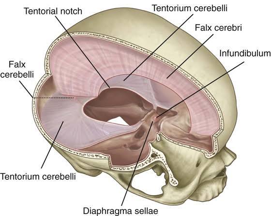 <p>posterior- internal occipital protuberance and transverse sulci </p><p>lateral- superior border of the petrous part of the temporal bone </p><p>anteriorly- anterior and posterior clinoid processes</p>