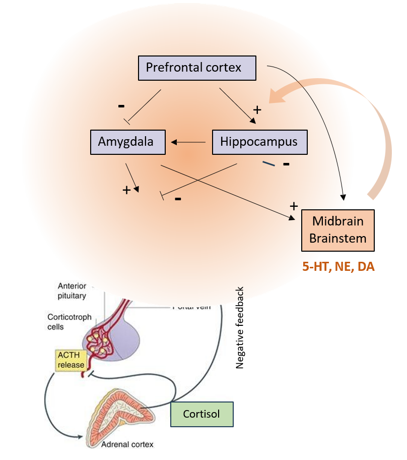 <p><strong>Paraventriculaire nucleus van de hypothalamus (PVN) </strong></p><ul><li><p>input vanuit limbisch systeem controleert HPA-as activiteit</p><ul><li><p>amygdala verhoogt activiteit</p></li><li><p>hippocampus verlaagt activiteit</p></li><li><p>monoaminerge inputs vanuit middenhersenen &amp; hersenstam globaal modulerend</p></li></ul></li></ul><p>Activatie HPA-as → <strong>cortisol geproduceerd door bijnier</strong></p><ul><li><p>cortisol in bloedbaan → bereikt herenen via algemene circulatie → invloed op hersenfuncties &amp; negatieve feedback naar HPA-as &amp; controlerende limbische structuren</p></li></ul><p></p>
