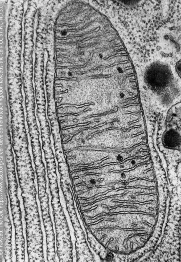 <p>look like tiny, oval, sausage-shaped, or bean-like structures, similar in size and shape to bacteria</p>
