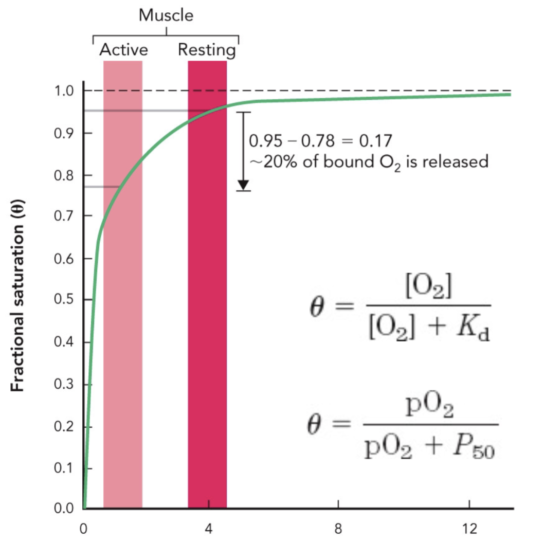 <p>What do the active and resting muscle bars on the myoglobin graph show?</p>