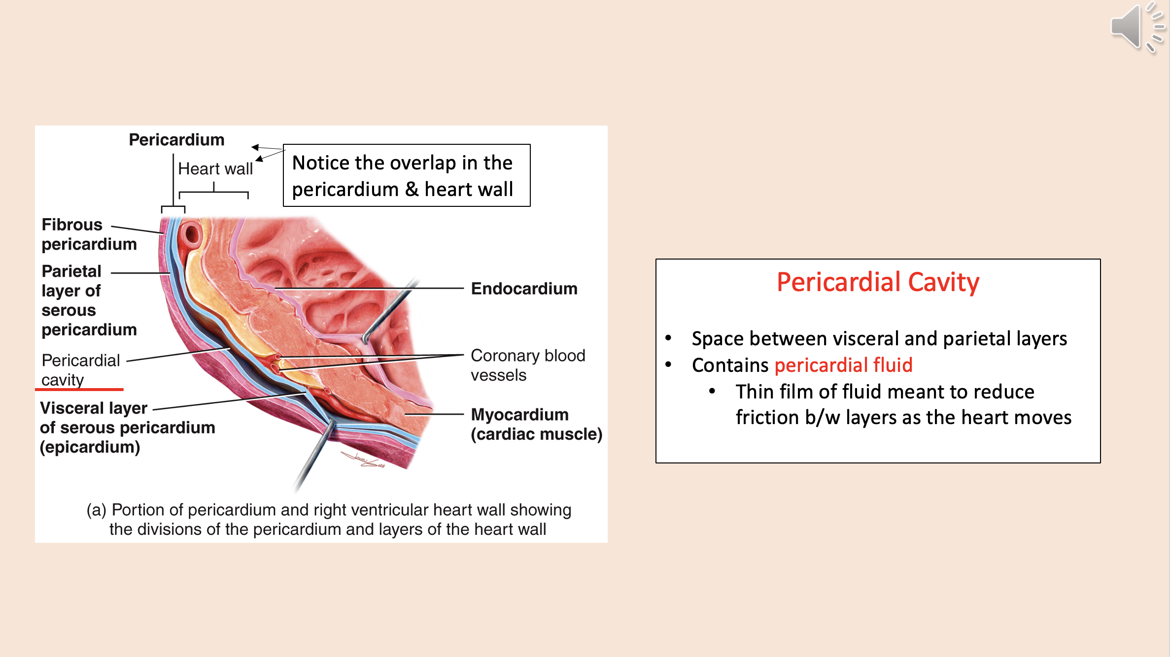 <p><span style="color: rgb(255, 0, 0);">pericardial cavity</span></p>