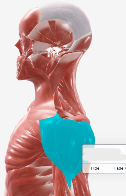 <p>what muscle is this?</p>