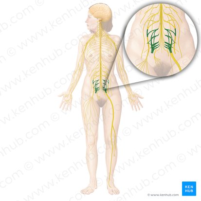 <p><span data-name="black_small_square" data-type="emoji">▪</span> The plexus forms on the anterior surface of the piriformis muscle</p><p><span data-name="black_small_square" data-type="emoji">▪</span> All branches exit through the greater sciatic foramen with the piriformis</p><p><span data-name="black_small_square" data-type="emoji">▪</span> Nerve to quadratus femoris and gemellus inferior (L4-S1)</p><p><span data-name="black_small_square" data-type="emoji">▪</span> Nerve to Piriformis (S1-S2)</p><p><span data-name="black_small_square" data-type="emoji">▪</span> Nerve to Obturator Internus and Gemellus Superior (L5-S2)</p><p><span data-name="black_small_square" data-type="emoji">▪</span> Superior Gluteal (L4-S1)- exists the greater sciatic foramen superior to piriformis to supply the gluteus medius, minimus, and tensor fascia latae</p><p><span data-name="black_small_square" data-type="emoji">▪</span> Inferior Gluteal (L5-S2)- exits the greater sciatic foramen inferior to the piriformis to supply the gluteus maximus</p><p><span data-name="black_small_square" data-type="emoji">▪</span> Posterior Femoral Cutaneous (S1-S3)- exits with the inferior gluteal nerve supplying the skin of the posterior thigh and calf</p><p><span data-name="black_small_square" data-type="emoji">▪</span> Sciatic (L4-S3)- exits the greater sciatic foramen inferior to the piriformis; composed of two nerves (tibial and common peroneal)</p>