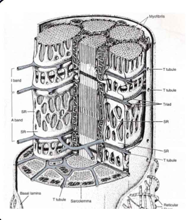 <ul><li><p><span style="font-family: "Helvetica Light";">although the junctional folds hold plenty of ion channels, they aren’t sufficient to spread the action potential to the entire muscle fiber.</span></p></li><li><p><span style="font-family: "Helvetica Light";">a sophisticated network of membrane invaginations called the T-tubule system carries the action potential to every “nook and cranny,” of the fiber.</span></p></li><li><p><span style="font-family: "Helvetica Light";">the T-tubules are essentially inside-out axons.</span></p></li></ul><p></p>