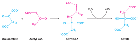 <p>1st reaction of citric acid/kreb cycle</p><p>catalised by <span style="background-color: transparent;"><strong>citrate synthase</strong></span></p>