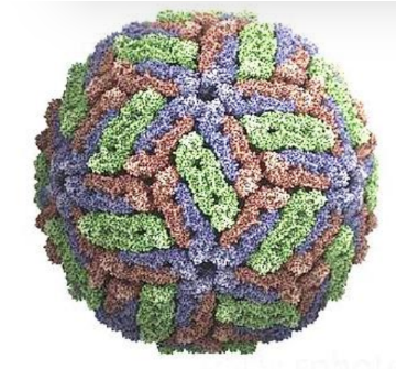 <p>What is this Waterborne Virus?</p><p>-<strong>ssRNA </strong>naked virus with <strong>icosahedral capsids</strong></p><p>-<strong>Pigs, deer, cattle</strong> reservoir (the <strong>only zoonotic enteric virus</strong>)</p><p>-<strong>Mortality </strong>is <strong>0.2-4%</strong>, in <strong>pregnant women </strong>is <strong>25%</strong></p><p>-Also known as "<strong>Infectious Hepatitis</strong>"</p>