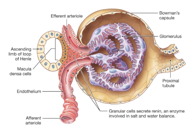 <p>What structure senses NaCl delivery in TGF?</p>