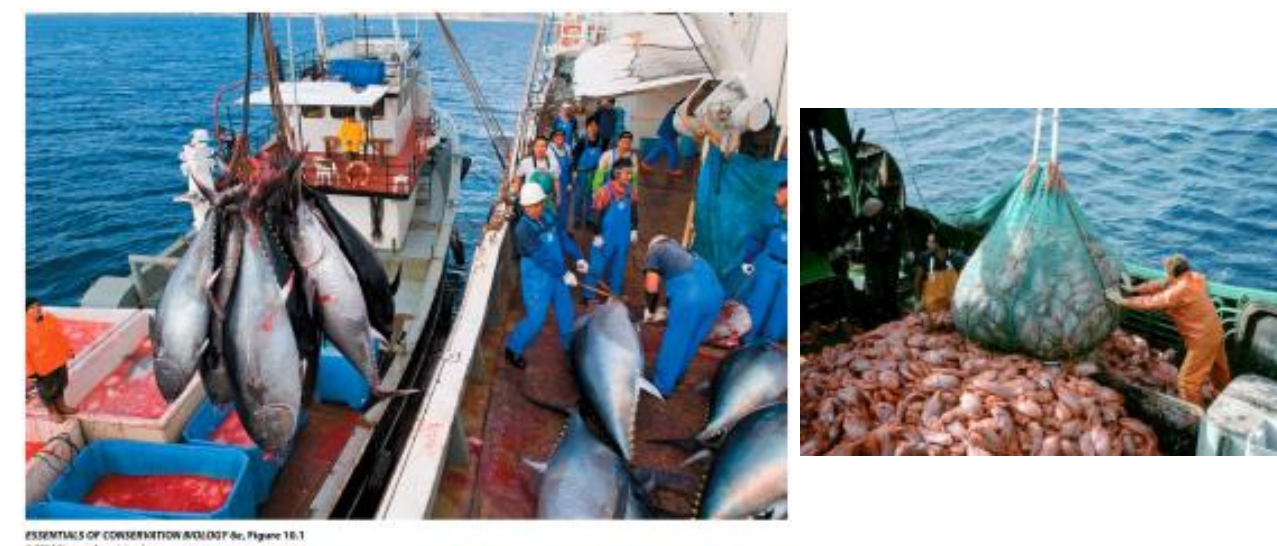<p>Intensive harvesting has reached crisis levels in many of the world’s fisheries.</p>