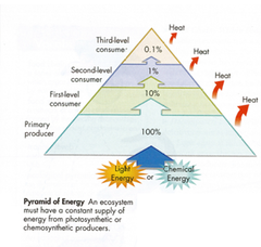 <p>the amount of energy transferred between trophic levels moving up the energy pyramid.</p>