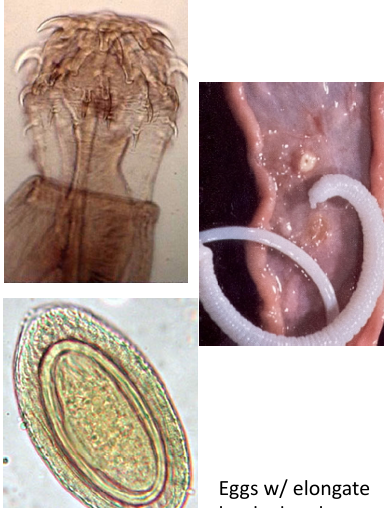 <p>Thorny‐headed&nbsp;worms</p>