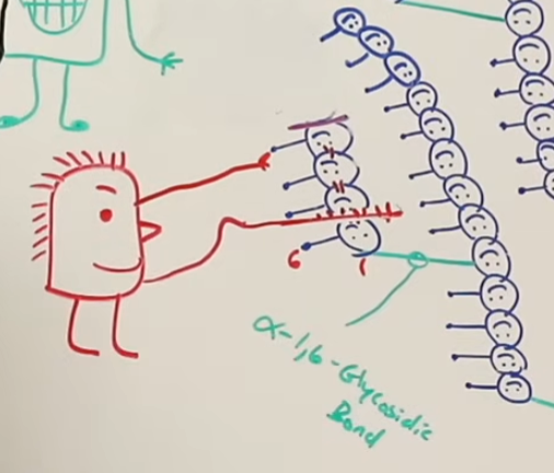 <p>Glycogenolysis: Step 3</p>