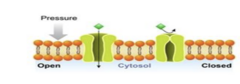 <p>- Open and close in response to physical deformation of receptors</p>