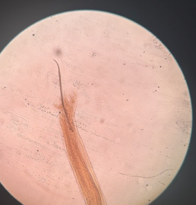 <p>přežvýkavci</p>