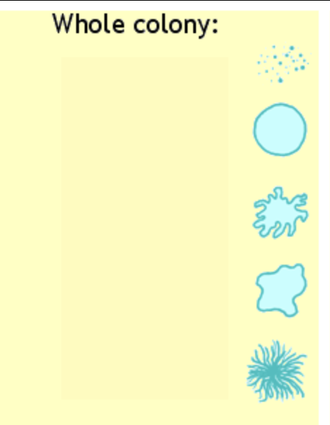 <p>What are the names of these colony morphologies from top to bottom?</p>