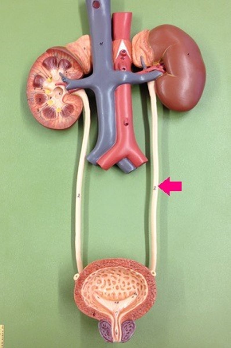 <p>what are the ureters?</p>